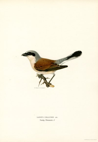 Punaselkäinen Shrike (väri lito) tekijältä Magnus Ferdinand and Wilhelm von Wright