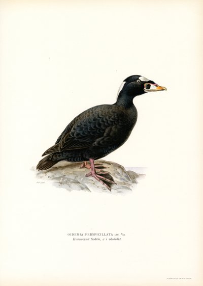 Punanukkainen Scoter (väri litho) tekijältä Magnus Ferdinand and Wilhelm von Wright