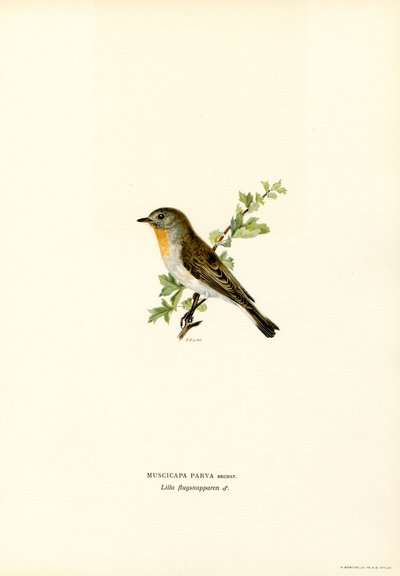 Punarivinen kärpässieppo (väri litho) tekijältä Magnus Ferdinand and Wilhelm von Wright