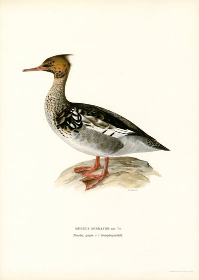 Punarintainen (väri litho) tekijältä Magnus Ferdinand and Wilhelm von Wright