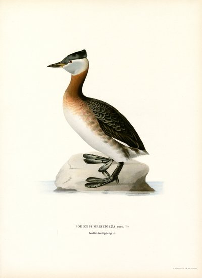 Punakaulainen grebe (väri litho) tekijältä Magnus Ferdinand and Wilhelm von Wright