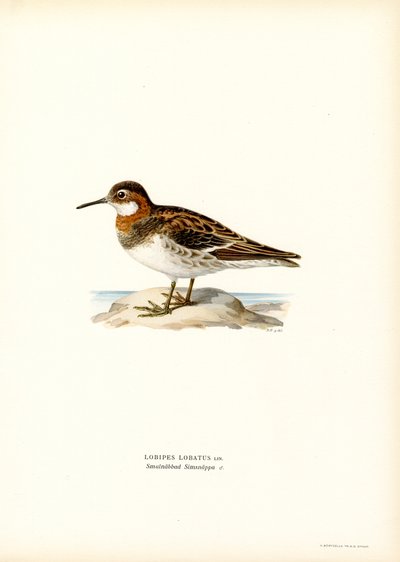 Punakaulainen phalarope (väri litho) tekijältä Magnus Ferdinand and Wilhelm von Wright
