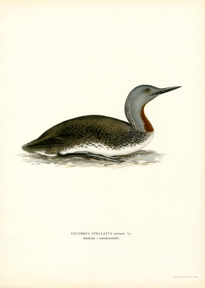 Red-throated Diver (väri litho) tekijältä Magnus Ferdinand and Wilhelm von Wright