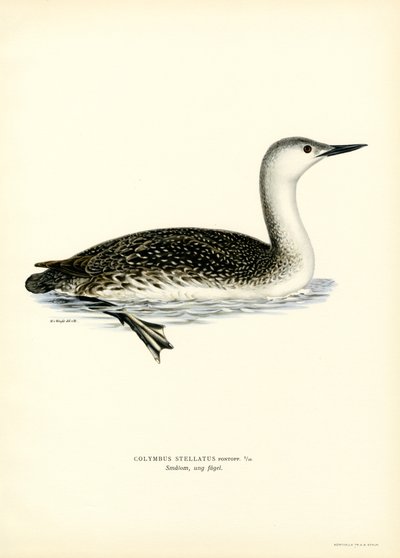 Red-throated Diver (väri litho) tekijältä Magnus Ferdinand and Wilhelm von Wright