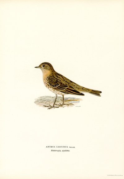 Punakurkkupipit (väri litho) tekijältä Magnus Ferdinand and Wilhelm von Wright