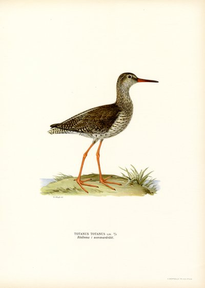 Redshank (väri litho) tekijältä Magnus Ferdinand and Wilhelm von Wright