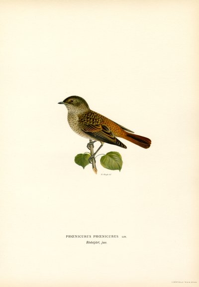 Redstart (väri litho) tekijältä Magnus Ferdinand and Wilhelm von Wright