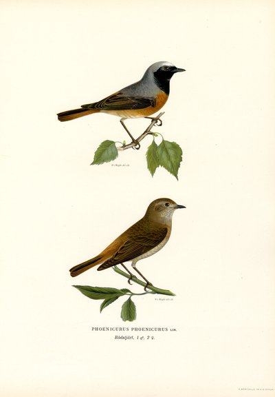 Redstart (väri litho) tekijältä Magnus Ferdinand and Wilhelm von Wright