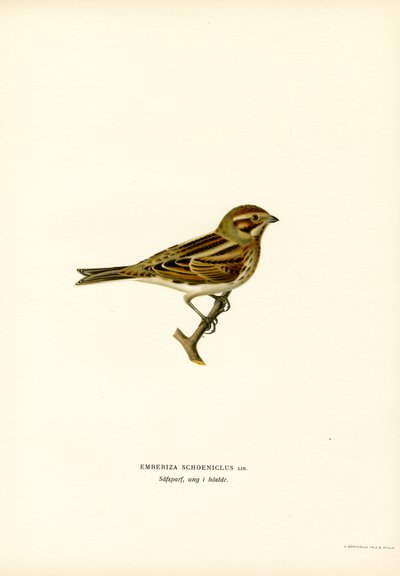Ruokosirkku (väri litho) tekijältä Magnus Ferdinand and Wilhelm von Wright