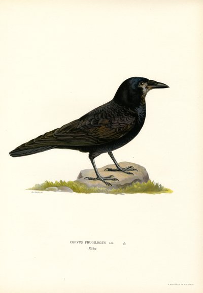 The Four CaRook (väri lito)Rook (väri litho) kardinaali Hyveet: Fortitude, n. 15501600. tekijältä Magnus Ferdinand and Wilhelm von Wright