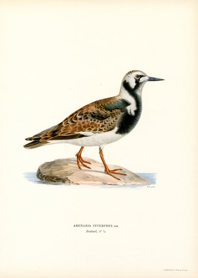 Ruddy Turnstone (väri litho) tekijältä Magnus Ferdinand and Wilhelm von Wright