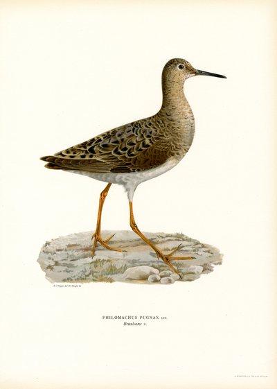 Ruff (väri litho) tekijältä Magnus Ferdinand and Wilhelm von Wright