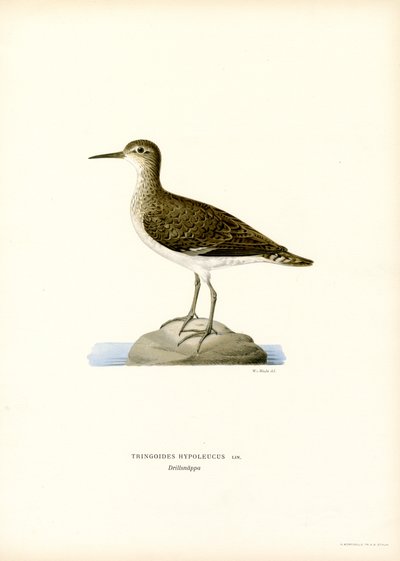 Sandpiper (väri litho) tekijältä Magnus Ferdinand and Wilhelm von Wright