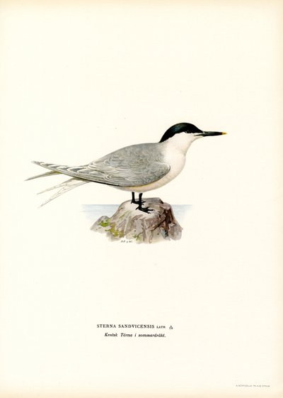 Sandwich Tern (väri litho) tekijältä Magnus Ferdinand and Wilhelm von Wright