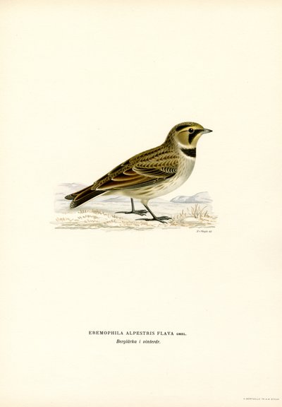 Shore Lark (väri litho) tekijältä Magnus Ferdinand and Wilhelm von Wright