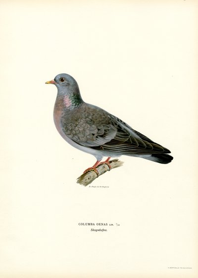 Stock Dove (väri litho) tekijältä Magnus Ferdinand and Wilhelm von Wright