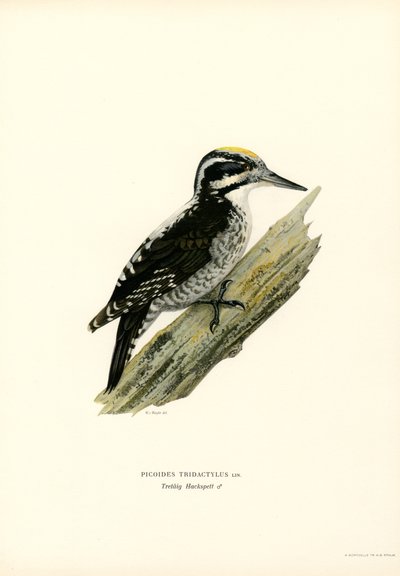 Kolmivarvas tikka (väri litho) tekijältä Magnus Ferdinand and Wilhelm von Wright
