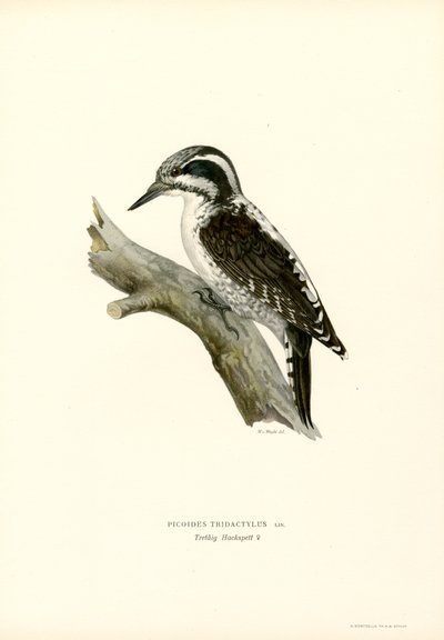 Kolmivarvas tikka (väri litho) tekijältä Magnus Ferdinand and Wilhelm von Wright