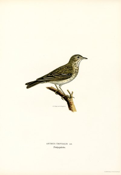 Tree Pipit (väri litho) tekijältä Magnus Ferdinand and Wilhelm von Wright