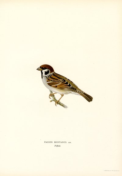 Tree Sparrow (väri litho) tekijältä Magnus Ferdinand and Wilhelm von Wright