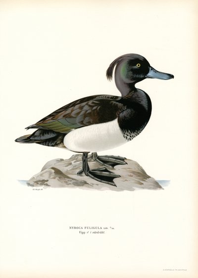 Tuftattu ankka (väri litho) tekijältä Magnus Ferdinand and Wilhelm von Wright