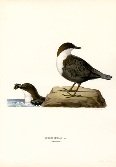 Vesi Ouzel (väri litho) tekijältä Magnus Ferdinand and Wilhelm von Wright