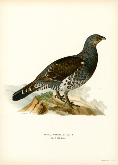 Länsimetso (väri litho) tekijältä Magnus Ferdinand and Wilhelm von Wright