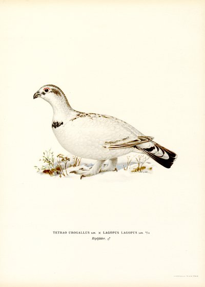 Länsimetso x Willow Ptarmigan (väri litho) tekijältä Magnus Ferdinand and Wilhelm von Wright