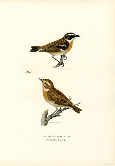 Whinchat (väri litho) tekijältä Magnus Ferdinand and Wilhelm von Wright