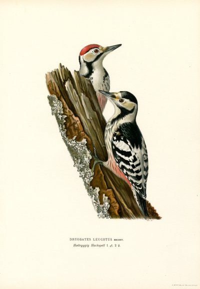 Valkoselkätikka (väri litho) tekijältä Magnus Ferdinand and Wilhelm von Wright
