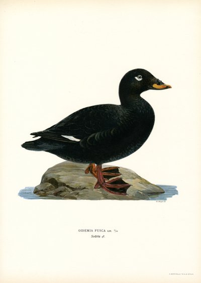 Scoter d