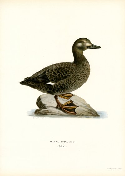 Valkosiipinen Scoter (väri litho) tekijältä Magnus Ferdinand and Wilhelm von Wright