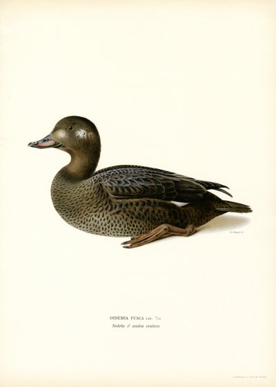 Valkosiipinen Scoter (väri litho) tekijältä Magnus Ferdinand and Wilhelm von Wright
