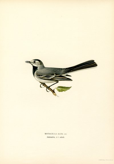 White Wagtail (väri litho) tekijältä Magnus Ferdinand and Wilhelm von Wright