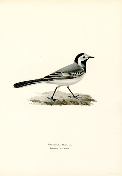White Wagtail (väri litho) tekijältä Magnus Ferdinand and Wilhelm von Wright