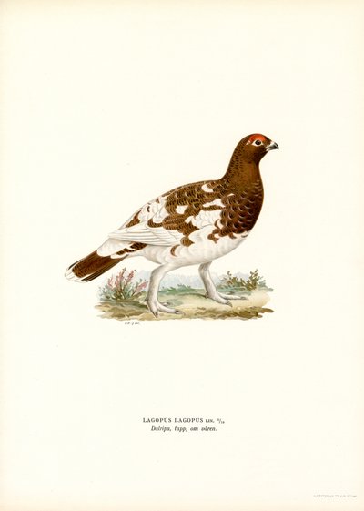 Willow Ptarmigan (väri litho) tekijältä Magnus Ferdinand and Wilhelm von Wright