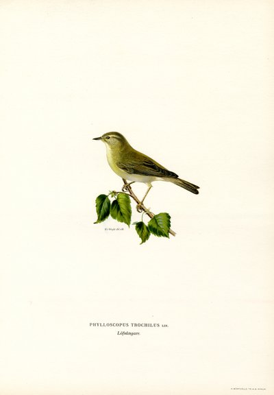 Willow Warbler (väri litho) tekijältä Magnus Ferdinand and Wilhelm von Wright
