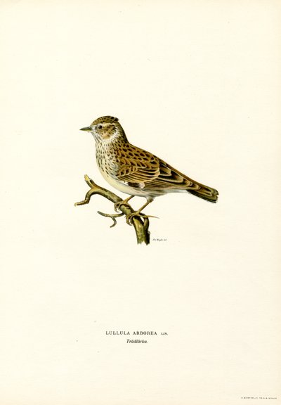 Wood Lark (väri litho) tekijältä Magnus Ferdinand and Wilhelm von Wright
