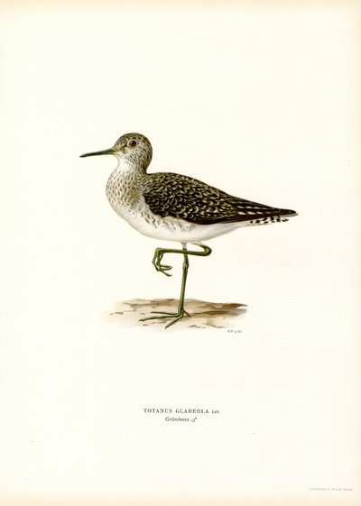 Wood Sandpiper (väri litho) tekijältä Magnus Ferdinand and Wilhelm von Wright