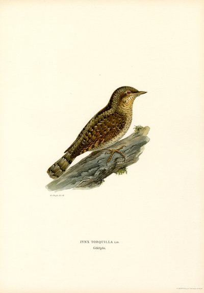 Wryneck (väri litho) tekijältä Magnus Ferdinand and Wilhelm von Wright