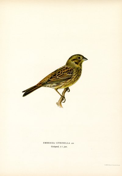 Keltasirkku (väri litho) tekijältä Magnus Ferdinand and Wilhelm von Wright
