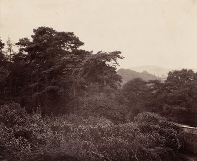 Lehtien tutkimus,c. 1863 (kuva) tekijältä Major Francis Gresley
