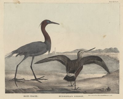 Blue Crane, Hudsonian Godwit, Childs und Inmanin litho, J. und T. Doughtyn teoksesta The Cabinet of Natural History and American Rural Sports, 1832 tekijältä Mannevillette Elihu Dearing Brown