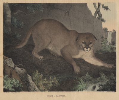Cougar or Panther, teoksesta "From Cabinet of Natural History and American Rural Sports", kirjoittanut J.T. Doughty, 1832 tekijältä Mannevillette Elihu Dearing Brown