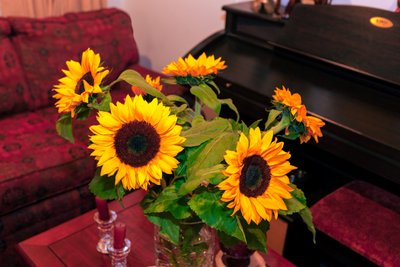 Kirkkaankeltaiset auringonkukat tai Helianthus Annuus Andien vuoristosta Kolumbiassa koristaa kotia Bogota Cityssä tekijältä Mano Chandra Dhas