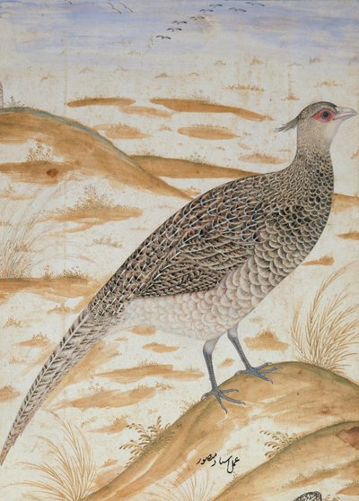 Himalajan cheer fasaani, Jahangir-kausi, Mughal, n. 1620 (akvarelli) tekijältä Mansur