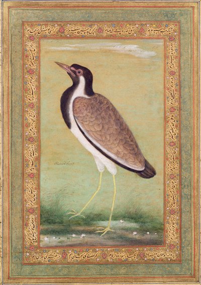 Intian lapwing, noin 1800 tekijältä Mansur