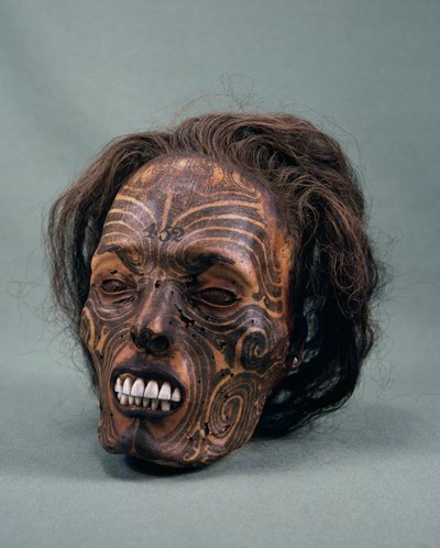 Heimopäällikön pää, tatuoitu ja muumioitunut, maorien sivilisaatio tekijältä Maori Maori