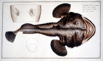 Luonnonhistoriallinen lautanen: Marc Elieser Bloch Ichtyologie Paris - Berliini - Lontoo 1787 Lotte d