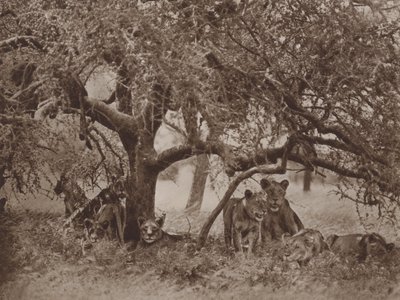 Häiriintynyt siesta tekijältä Marcuswell Maxwell